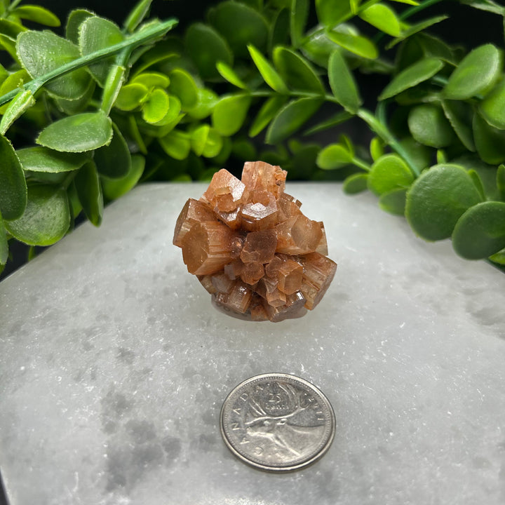 Aragonite Clusters (M)