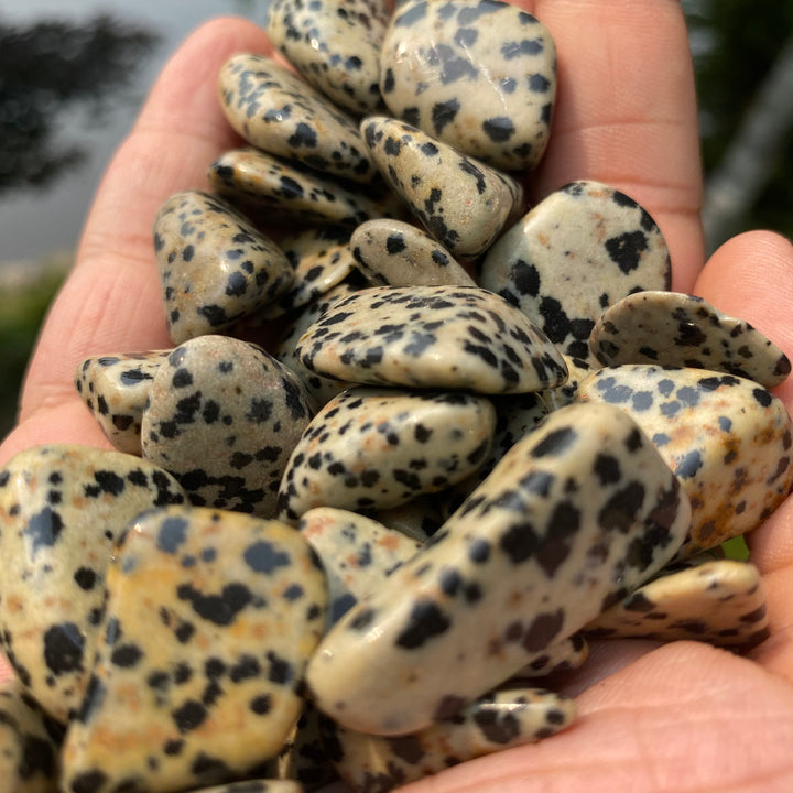 Dalmatian Jasper Tumbled Stones