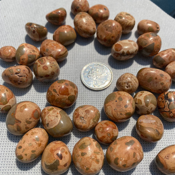 Leopard Skin Tumbled (S-M)