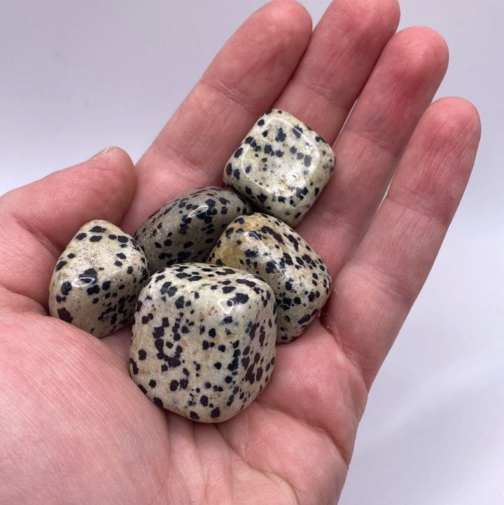 Dalmatian Jasper Tumbled Stones