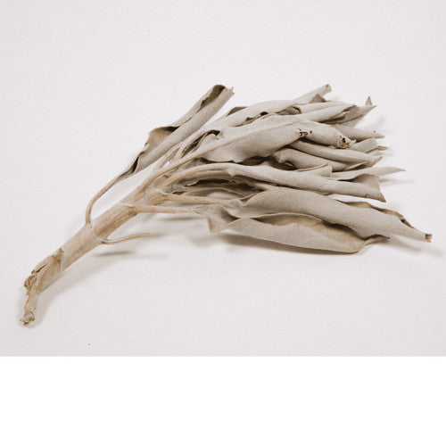 Loose White California Sage