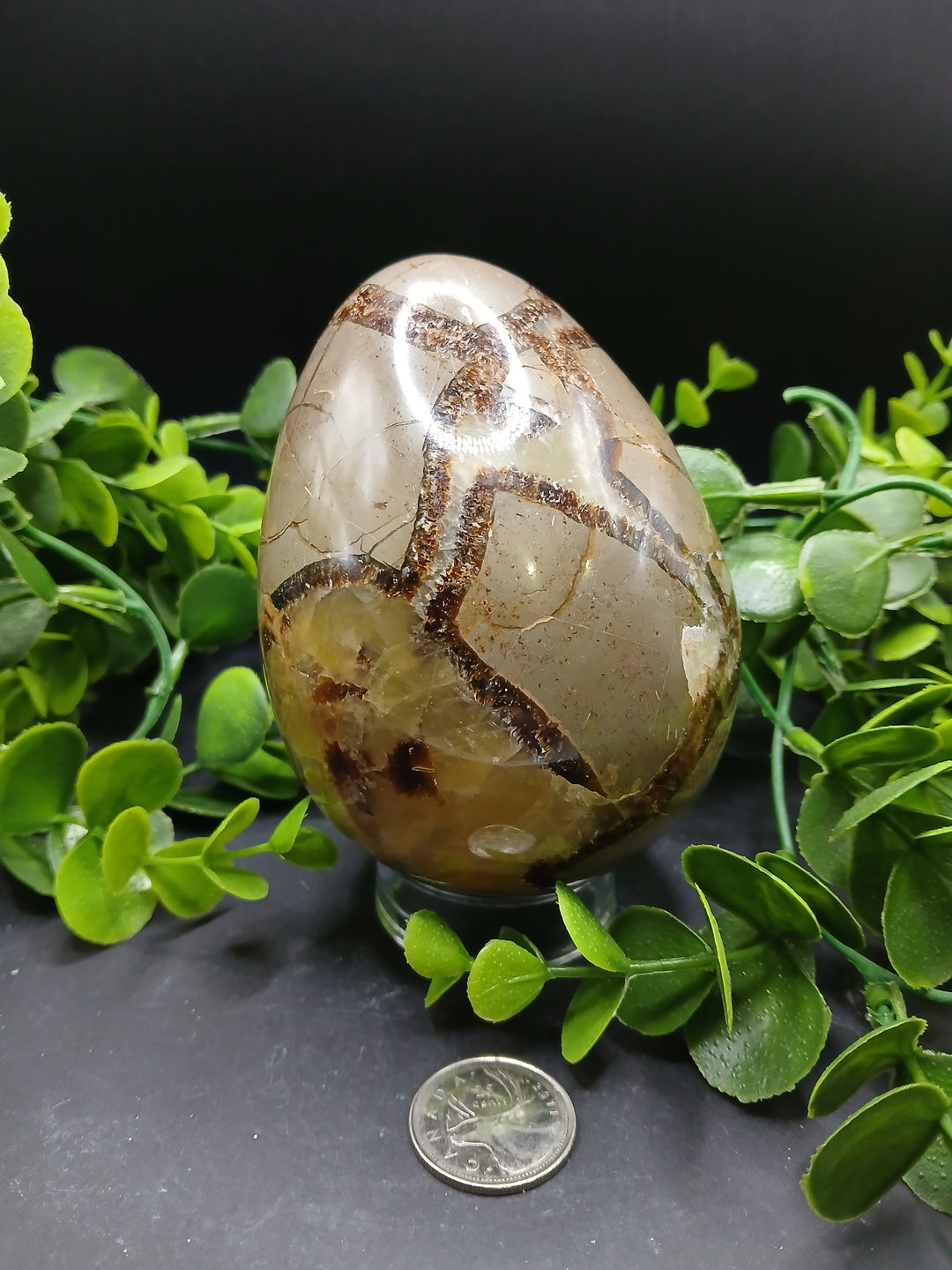 Septarian Egg (2 lb)