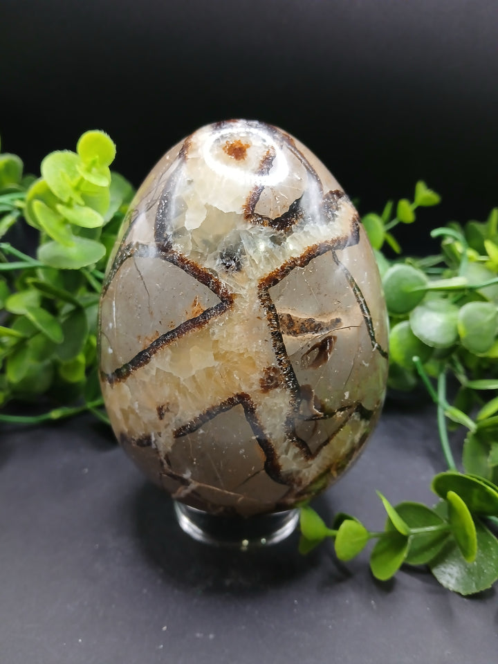 Septarian Egg (2.75 lb)