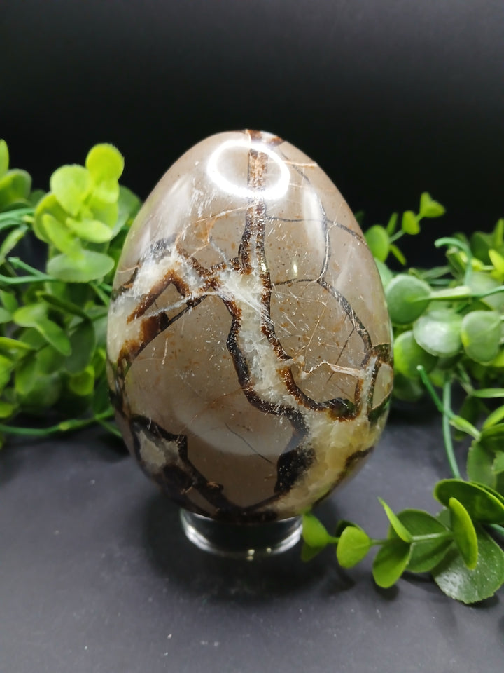 Septarian Egg (2.75 lb)