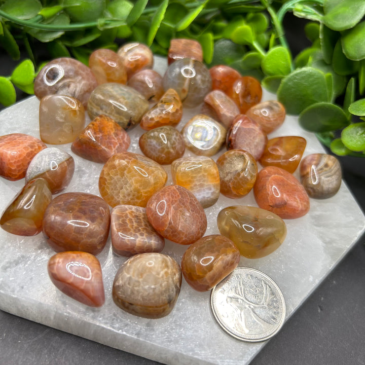 Red Fire Agate Tumbled