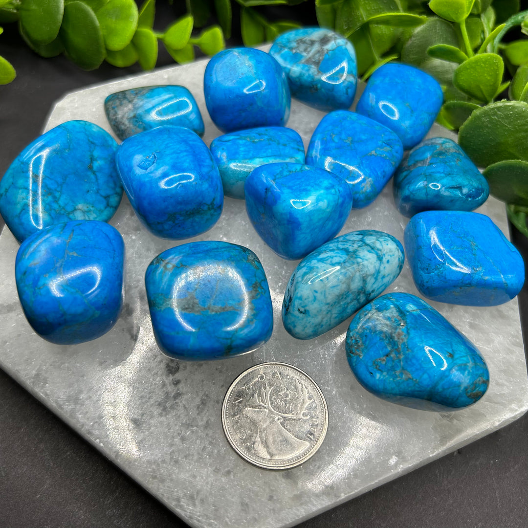 Turquoise Howlite Tumbled Stone (M-L)