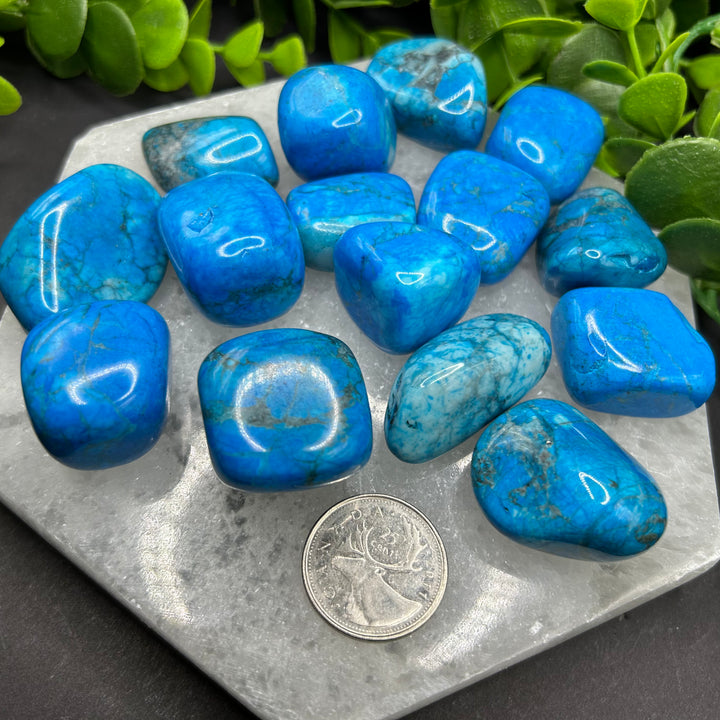 Turquoise Howlite Tumbled Stone (M-L)