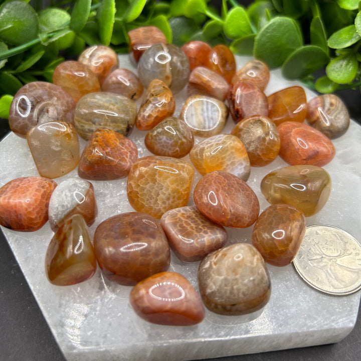 Red Fire Agate Tumbled