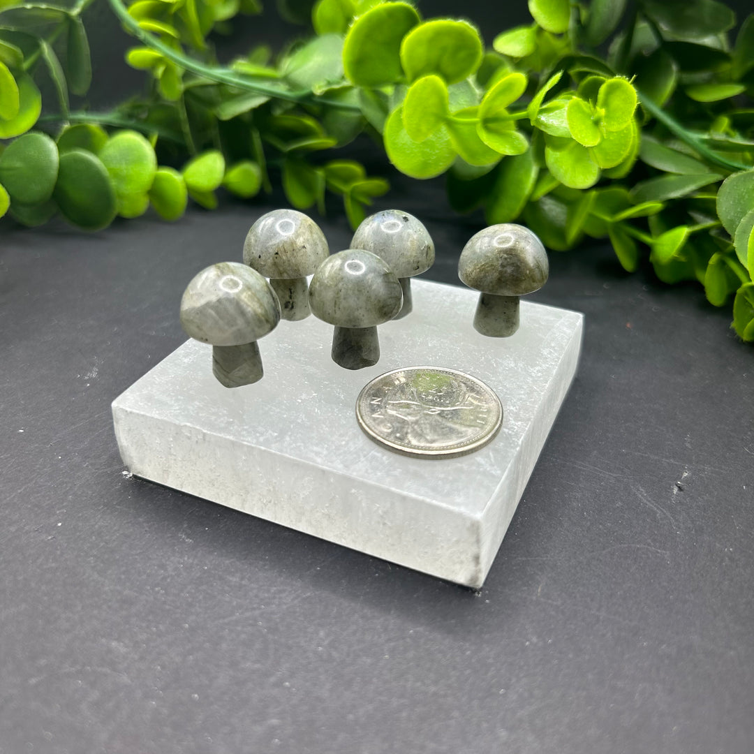 Labradorite Mini Mushroom