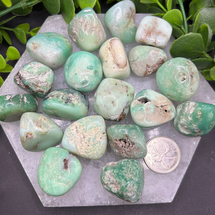 Chrysoprase Tumbled Stone (M-L)