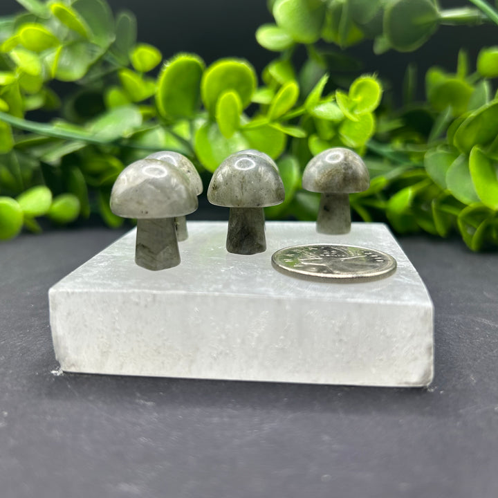 Labradorite Mini Mushroom