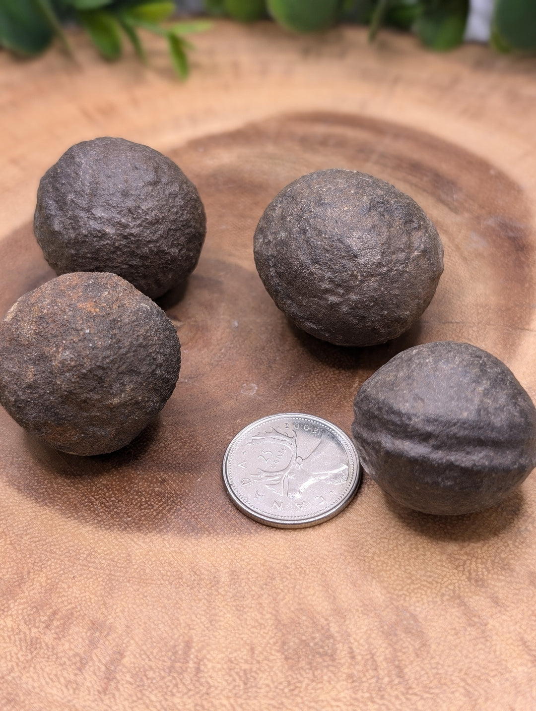 Shaman Stones (Mochi Balls) Large