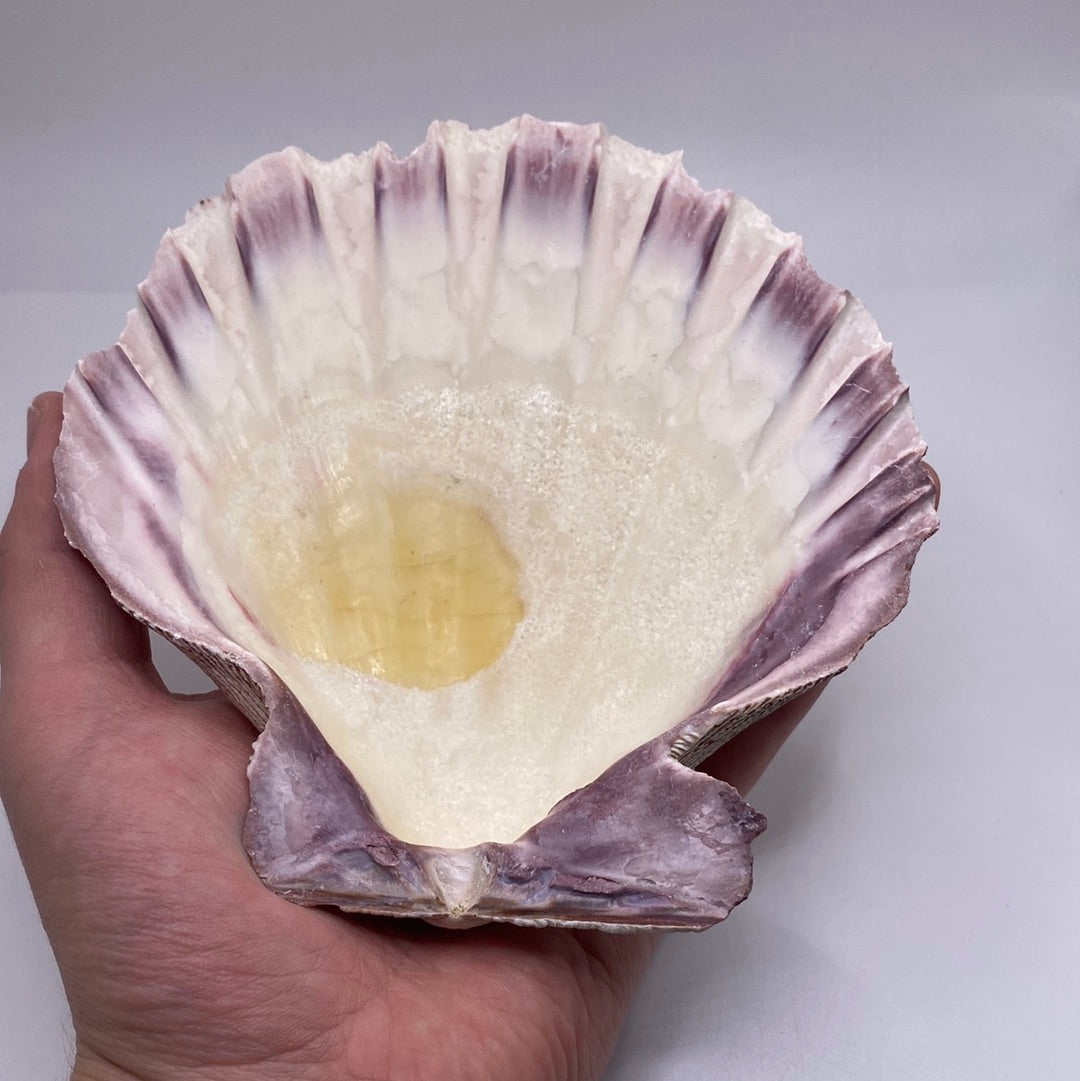 Large Lions Paw Scallop Seashell For Smudging Incense Holder