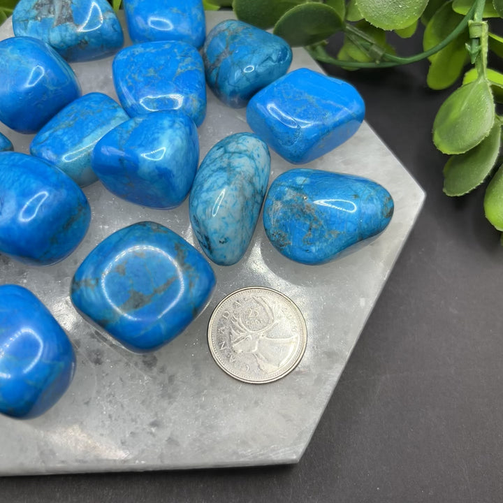 Turquoise Howlite Tumbled Stone (M-L)