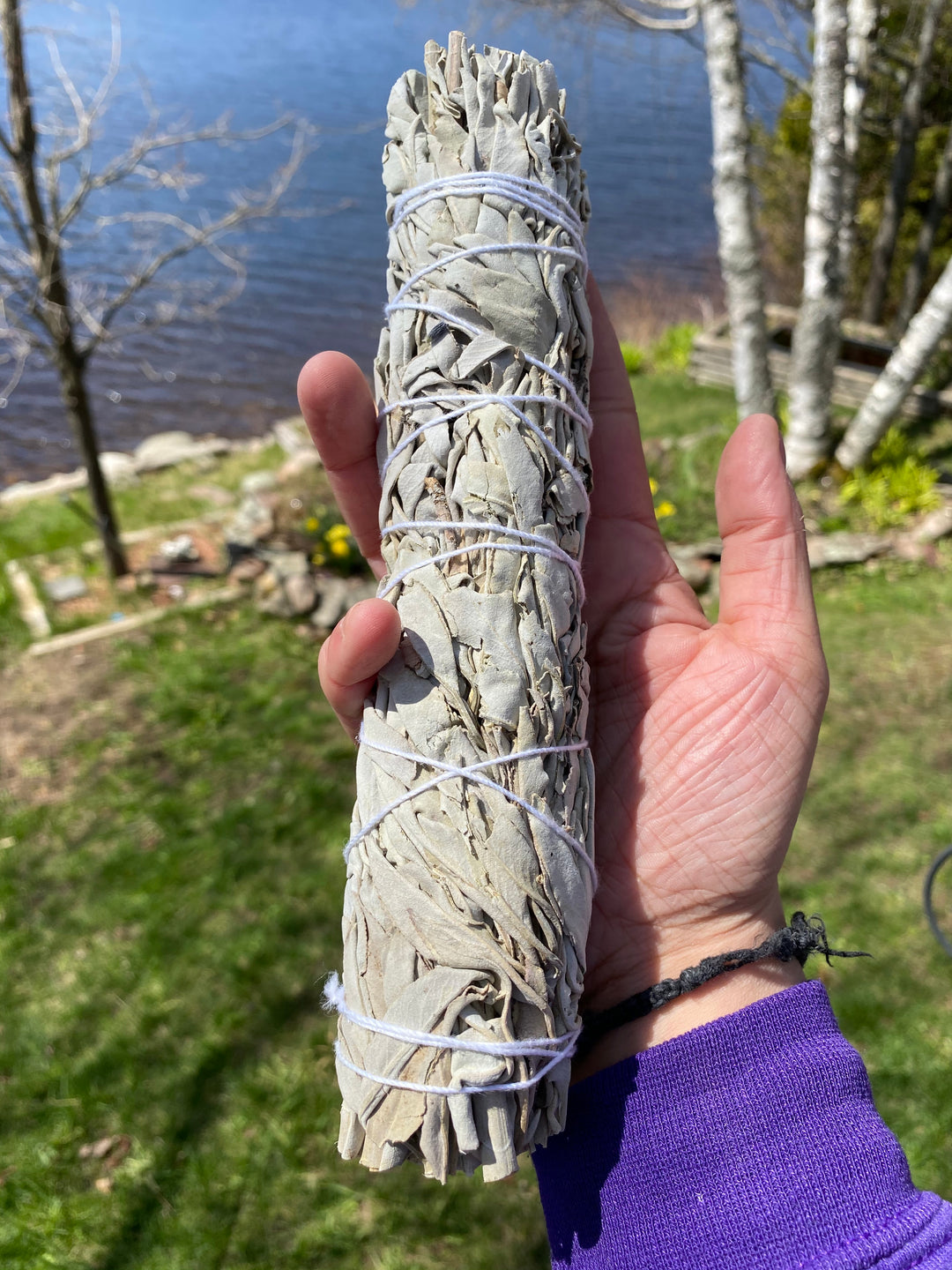 8-9” White Smudging Sage Sticks