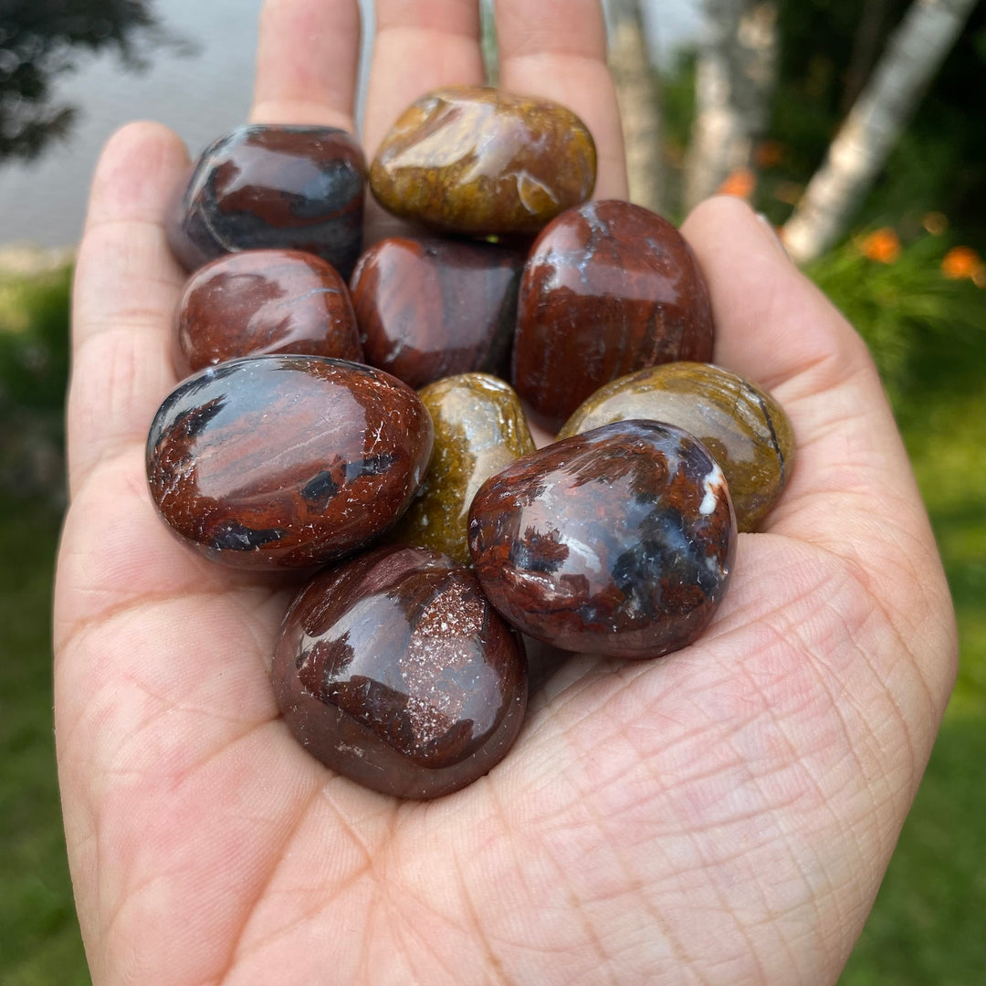 Petrified Wood Tumbled (M-L)