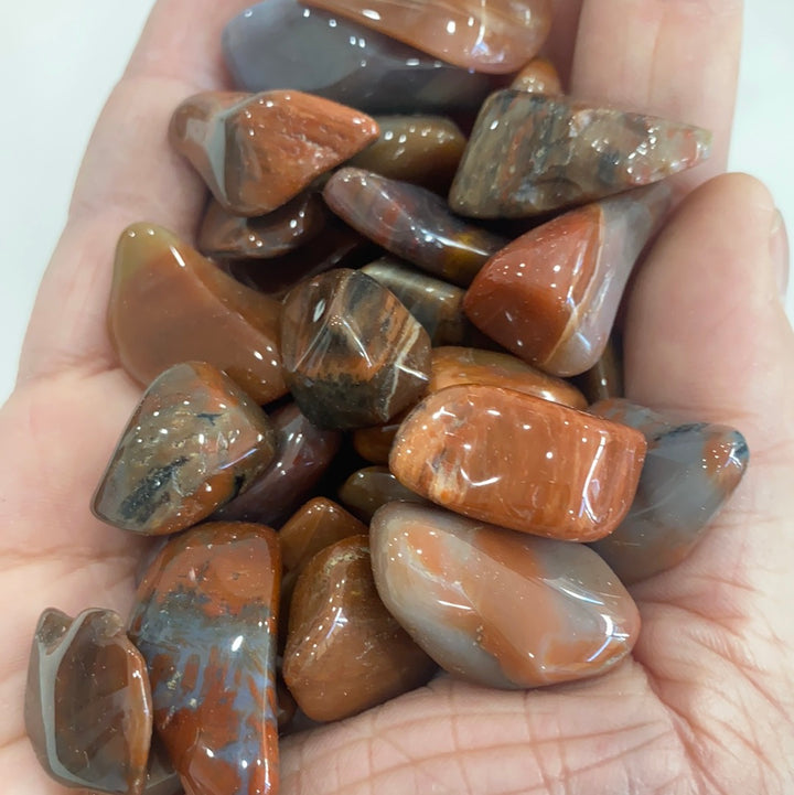 Petrified Wood Tumbled