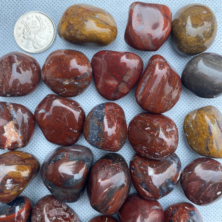 Petrified Wood Tumbled (M-L)